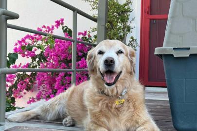 Bodrum'da 'Çinko' isimli köpeğin ölümüne neden olan sürücü beraat etti