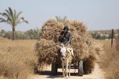 FAO'dan Gazze'ye yönelik tarımsal girdilere uygulanan kısıtlamaların kaldırılması çağrısı