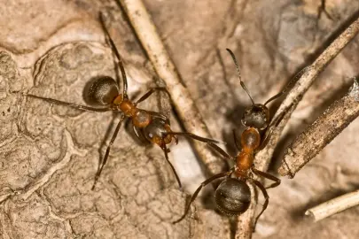 OGM’den kırmızı orman karıncalarıyla zararlılara karşı etkin koruma!