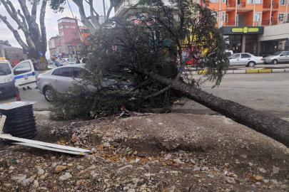 Fırtınanın kökünden söktüğü ağaç, otomobilin üzerine devrildi