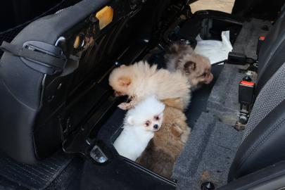 Kapıkule'de kaçak hayvan geçişinde gizlenen 5 yavru köpek kurtarıldı