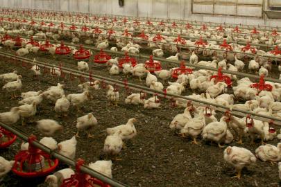 Avustralya, risk altındaki yerli kuşları H5N1 türü kuş gribine karşı aşılayacak
