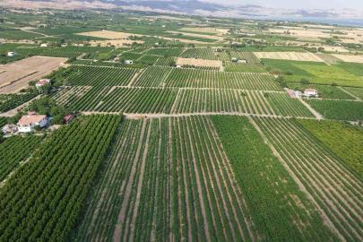 Elazığ’da erkenci üzüm hasadı başladı