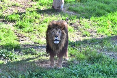 Japonya'da aşırı sıcaklar nedeniyle hayvanat bahçesinde üç aslan öldü