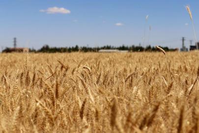 Şanlıurfa'da buğday ve arpa fiyatları belli oldu