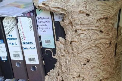 Yaban arıları ofisi istila etti